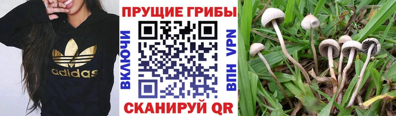 Псилоцибиновые грибы мицелий  купить закладку  Мураши 